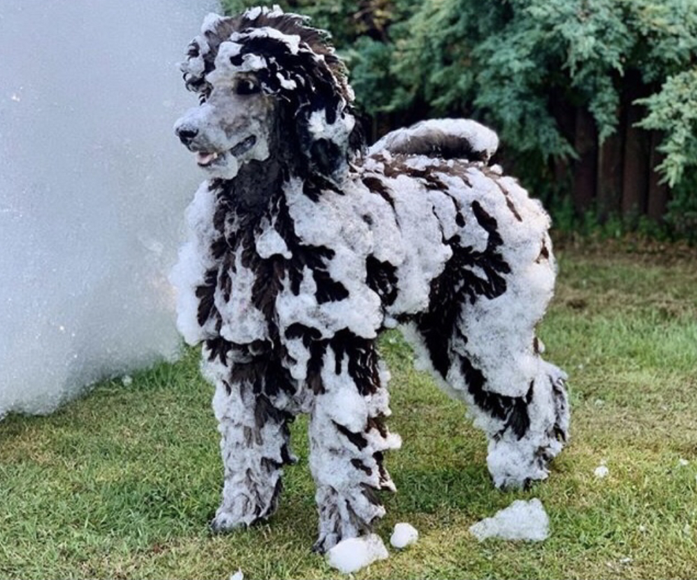 Safe foam - even pets love it - Uncle Als Foam Parties foam party rentals Hammond, LA